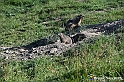 VBS_1 -  Plateau du Mont-Cenise, Grand Croix, Marmotte_-_0059 mt